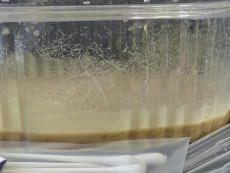 Mikrowürmer Zuchtset Zuchtansatz Lebendfutter