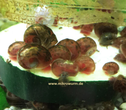 Posthornschnecke (Planorbarius corneus)