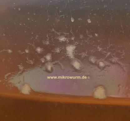 Essigälchen (Turbatrix aceti)