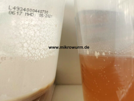 Essigälchen Mikrowürmer Lebendfutter Zuchtansatz