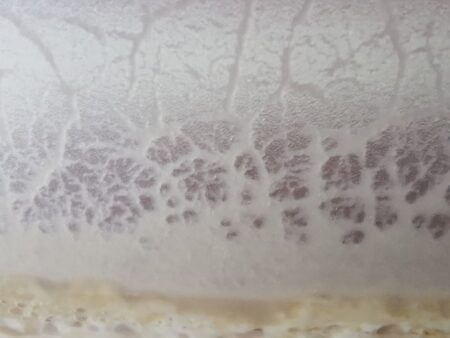 Mikrowürmchen mikrowürmer kaufen zuchtansatz