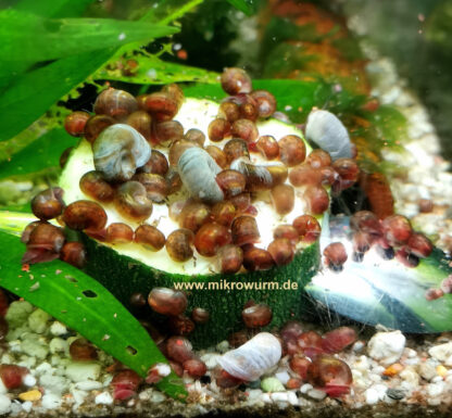 Posthornschnecke (Planorbella duryi var)