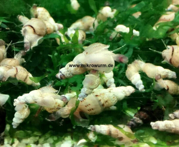ITurmdeckelschnecken (Melanoides tuberculata)