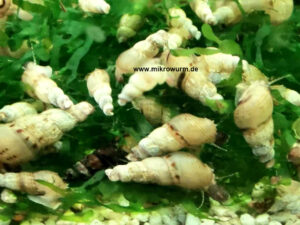 Indische Malaiische Turmdeckelschnecken TDS Melanoides maculata