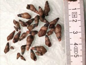 Indische Malaiische Turmdeckelschnecken TDS Melanoides maculata