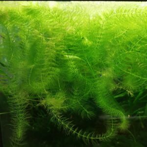Hornkraut (Ceratophyllum demersum) für Teich und Aquarium