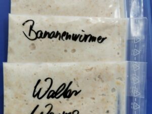 mikrowürmer-walterworms-bananenwürmer