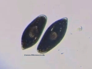 Infusorien Pantoffeltierchen (Paramecium) Zuchtansatz