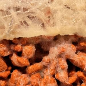 Grindalwürmer (enchytraeus buchholzi) Zuchtansatz Grindal