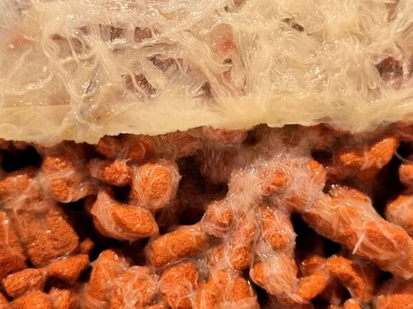 Grindalwürmer (enchytraeus buchholzi) Zuchtansatz Grindal