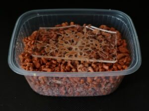 Grindalwürmer-zuchtansatz-kaufen