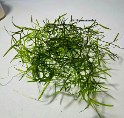 Nixkraut Najas guadalupensis