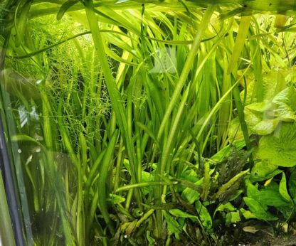 5 Riesenvallisnerie (Vallisneria Gigantea) Aquariumpflanzen